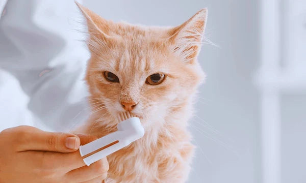 Cat getting their teeth brushed