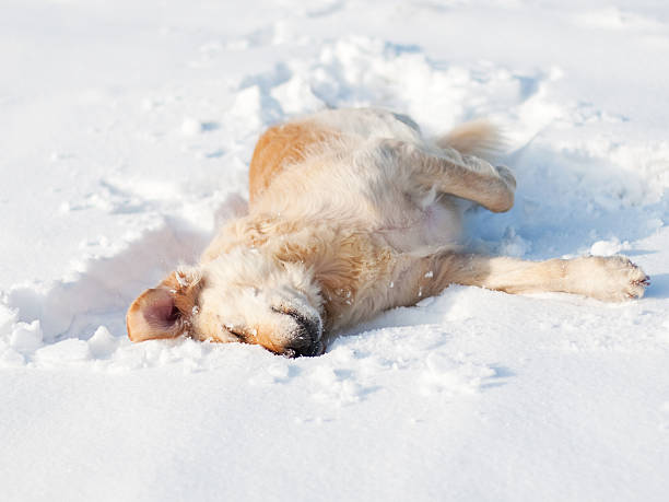 Puppy enjoying the snow!