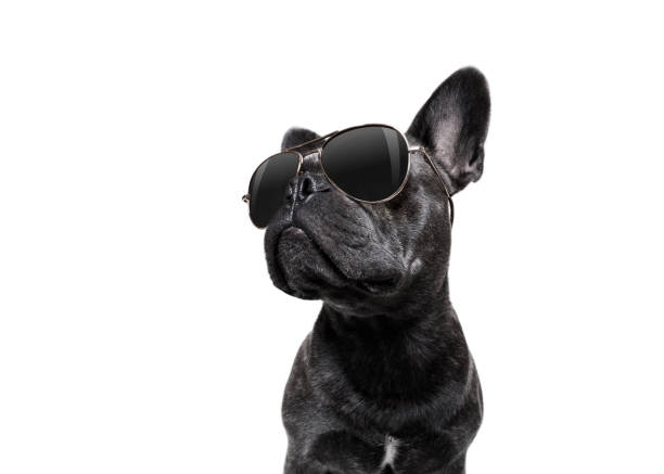 Keeping Our Dogs Cool in the Summer: What Worked for Us