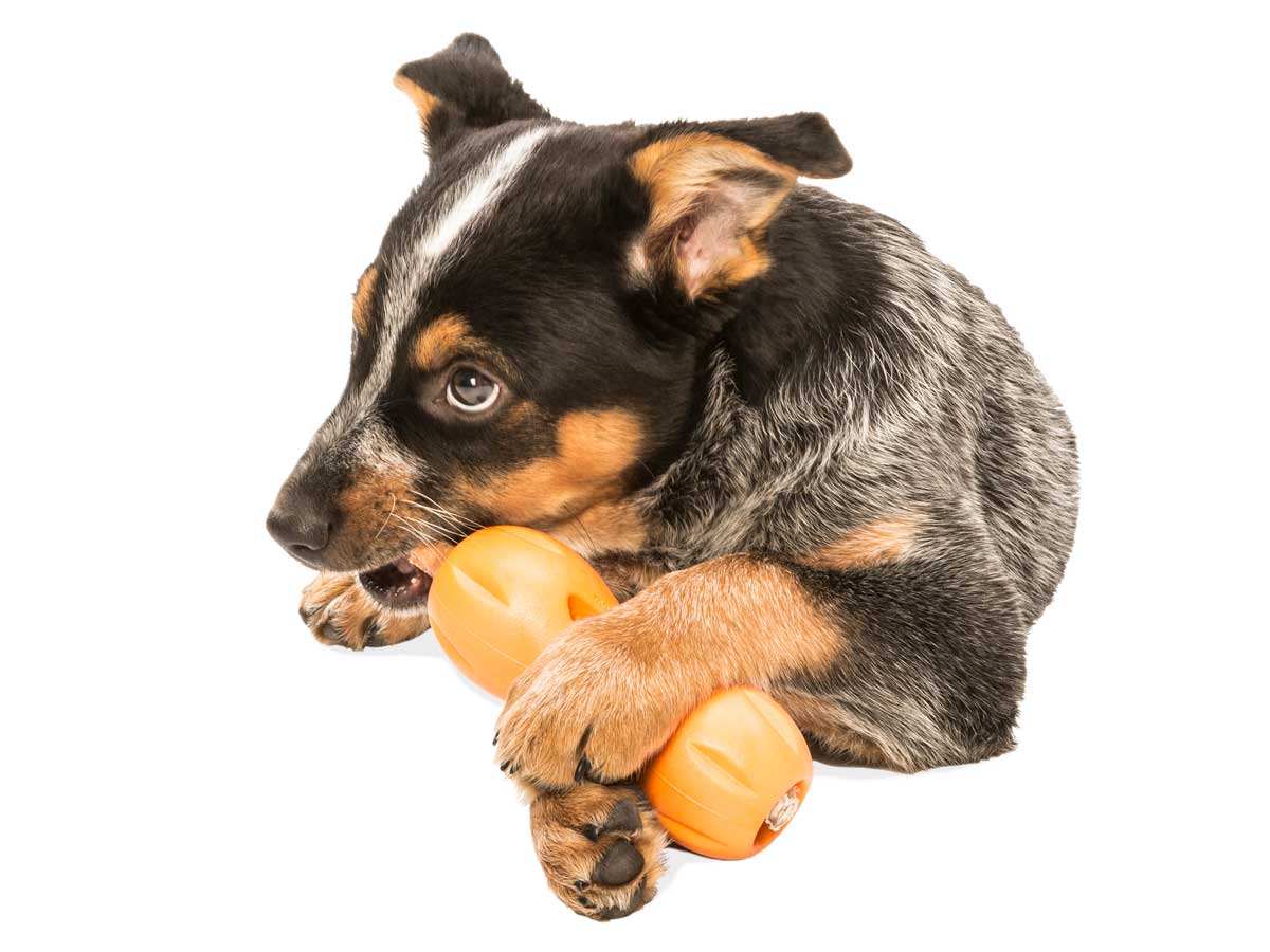West Paw Qwizl (4355564568635)