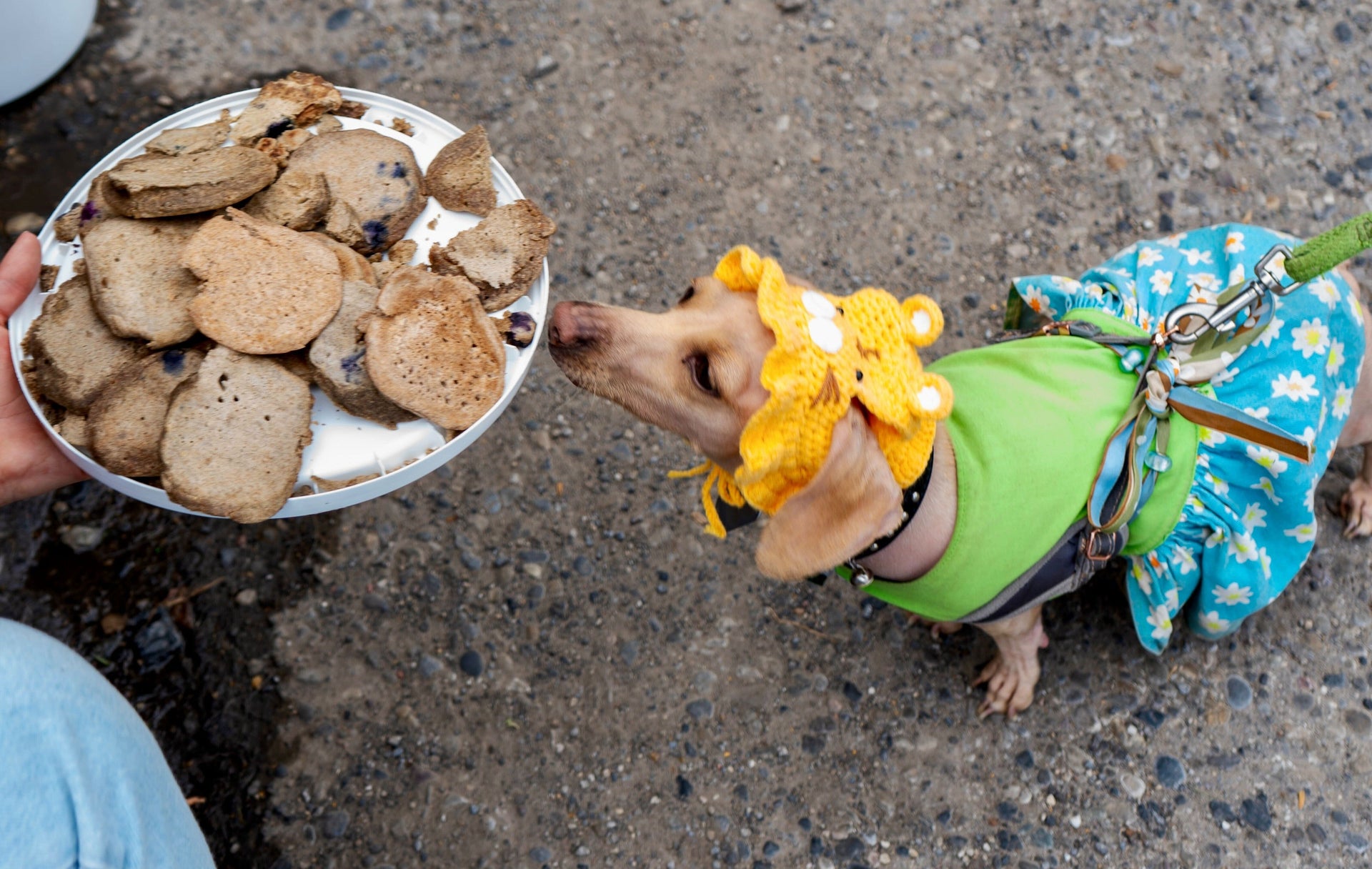 Puppy Pancake Day: Then and Now