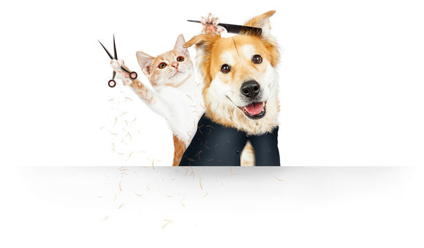 Cat & Dog Grooming