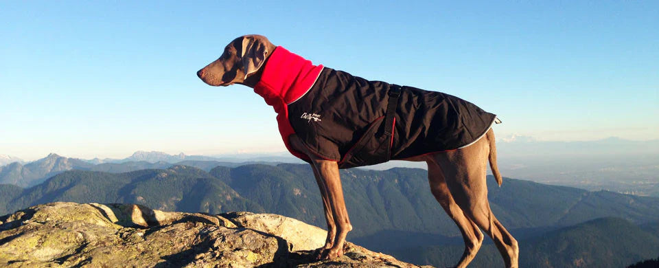 Dog Jacket on a Mountain