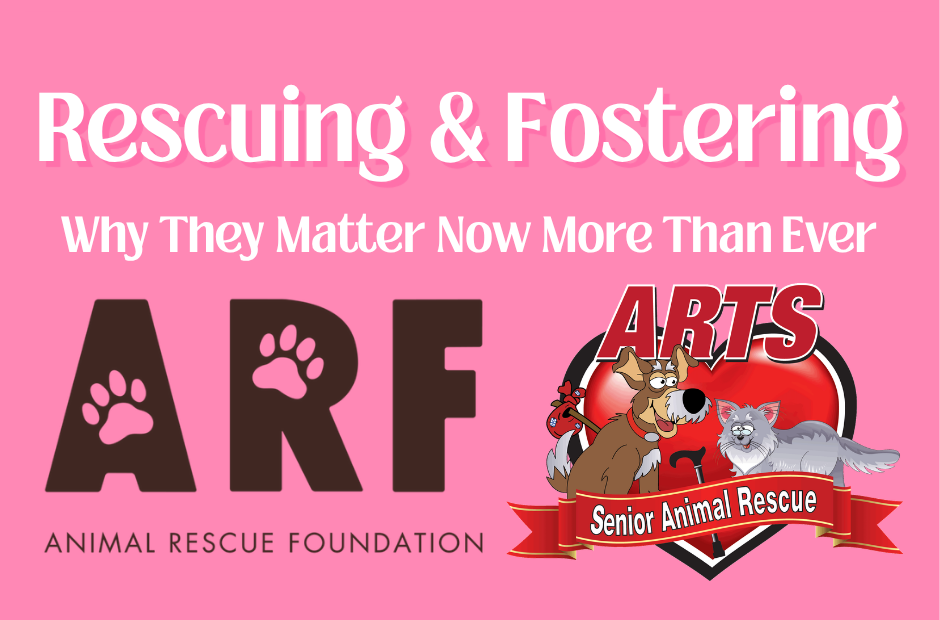 Rescuing & Fostering: Why They Matter Now More Than Ever