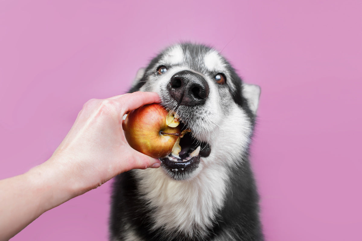 Dog Eating Apple