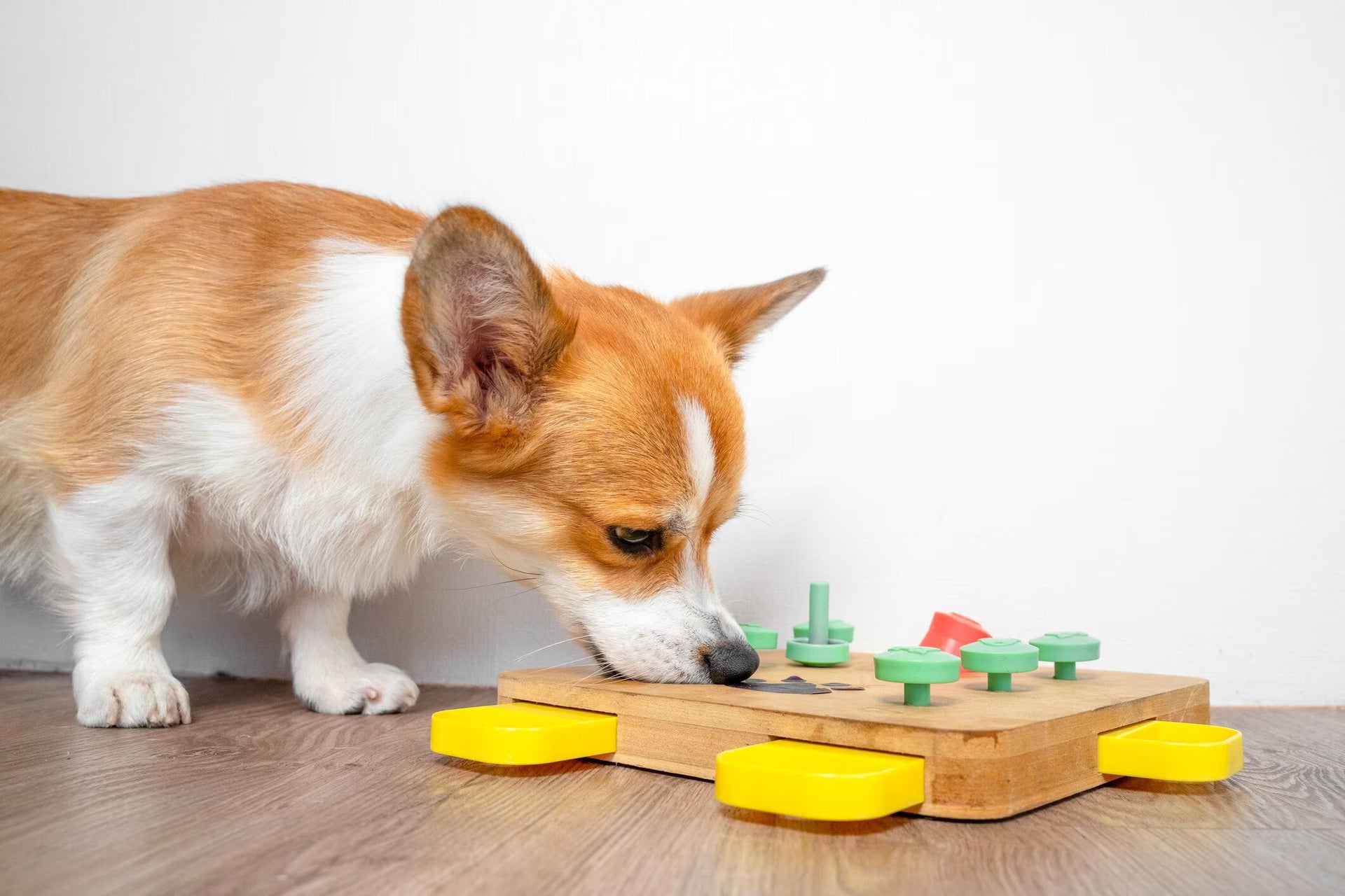 Corgi using a puzzle toy