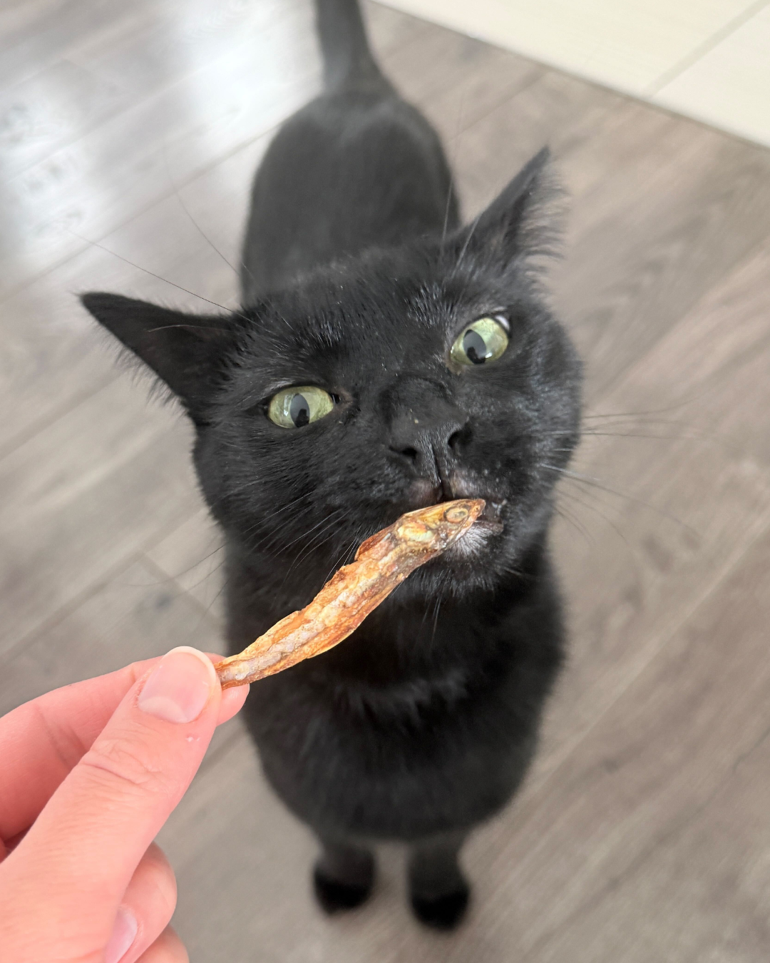 Let's Talk Cat Health - Kibble and Litter