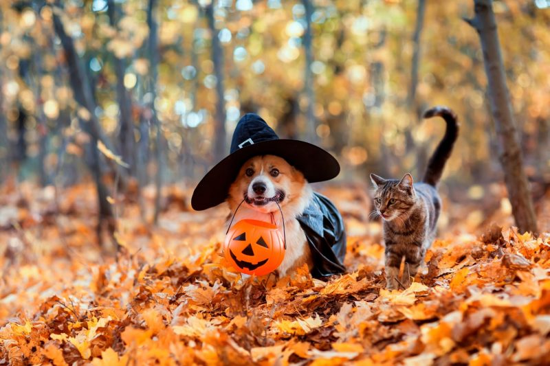 Cat and dog trick or treating