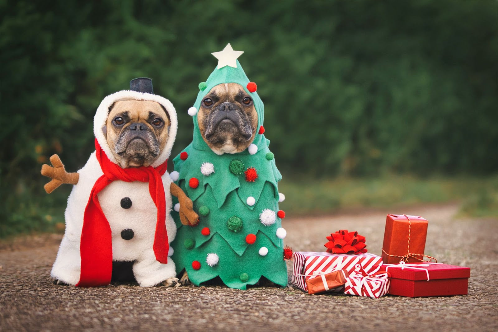Dog Christmas