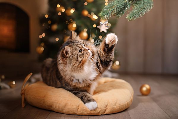 Cat Christmas