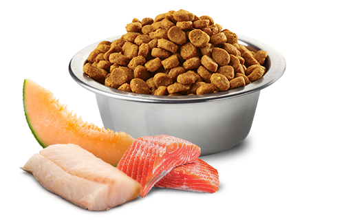 Farmina N&D Dog Ocean Salmon, Cod, Cantaloupe Mini *SPECIAL ORDER*