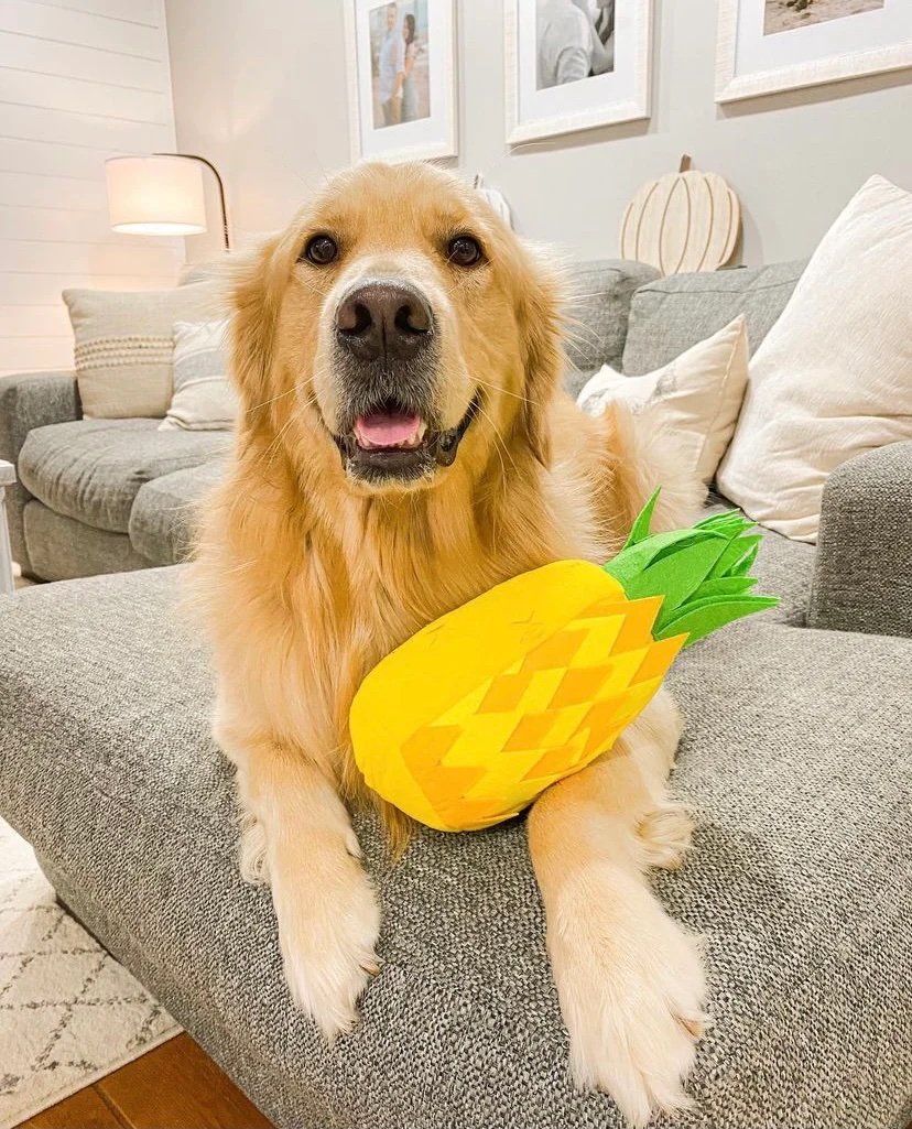 Injoya Pineapple Snuffle Toy