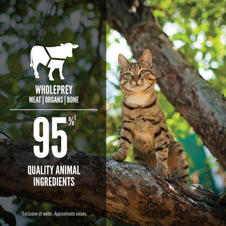 Orijen Cat Can Regional Red *SPECIAL ORDER*