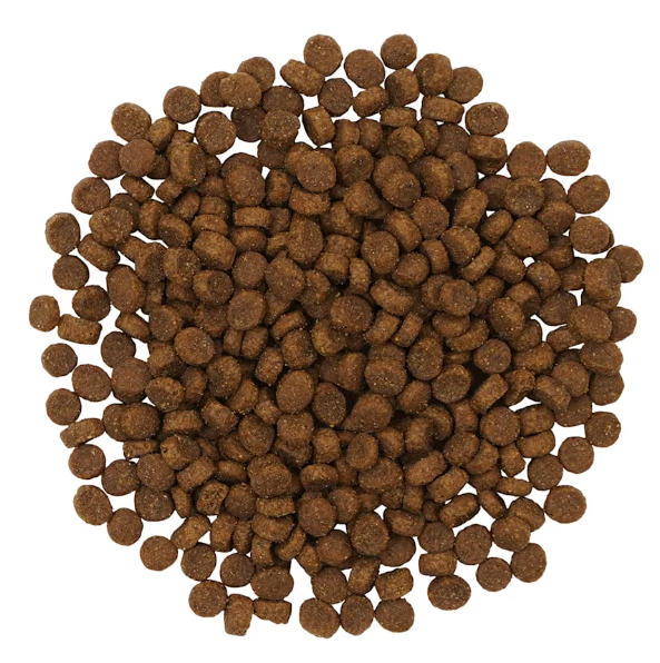 Go Cat Limited Ingredient Insect *SPECIAL ORDER*