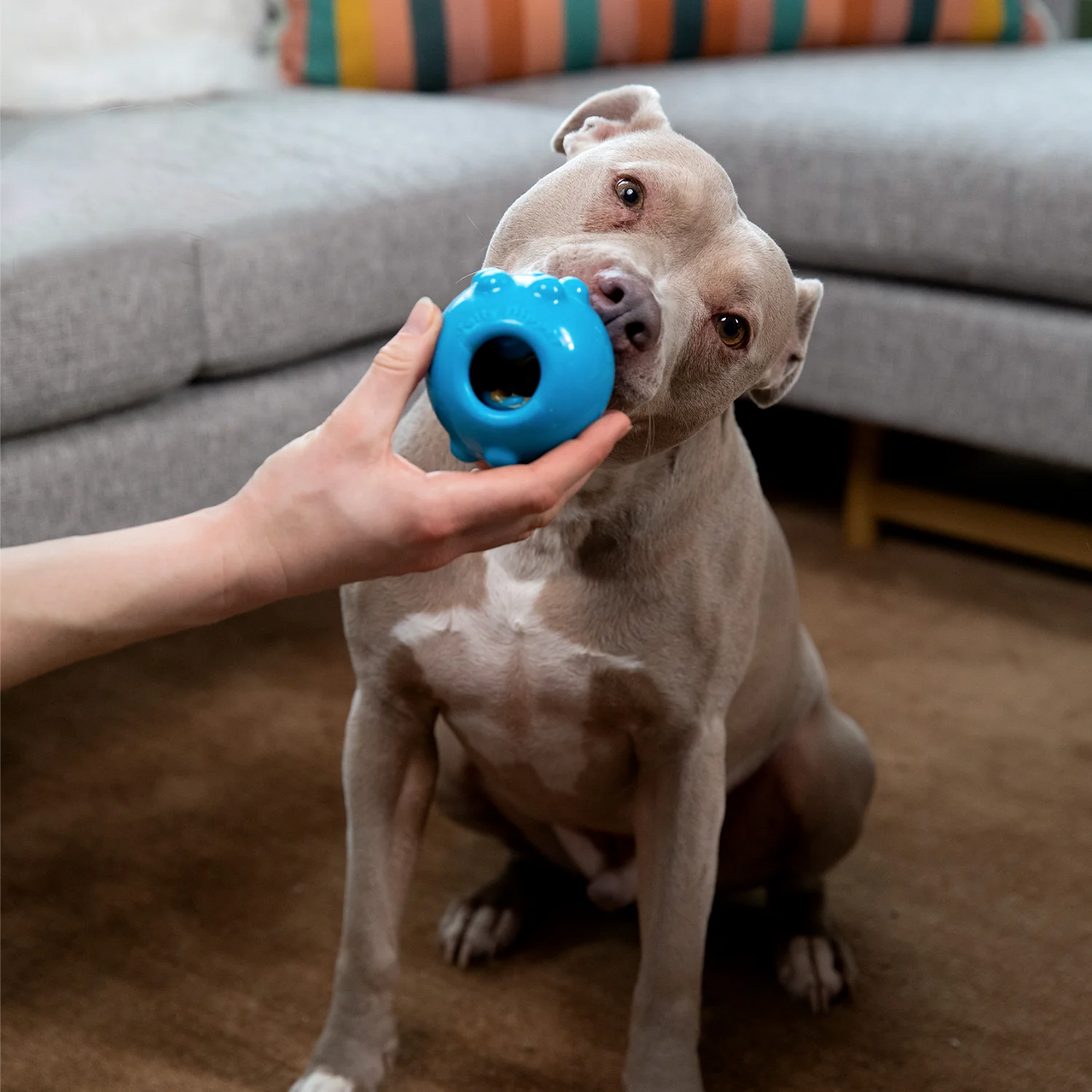 Jolly Pets Blue Jolly Dipper Toy