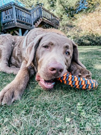 Tall Tails Dog Toy Braided Ring