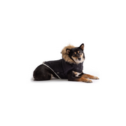 GF Pet Urban Parka WEBSITE ONLY (6074099499181)