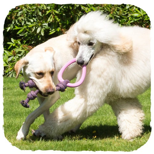 Beco Natural Rubber Hoop on Rope (4451814113339)