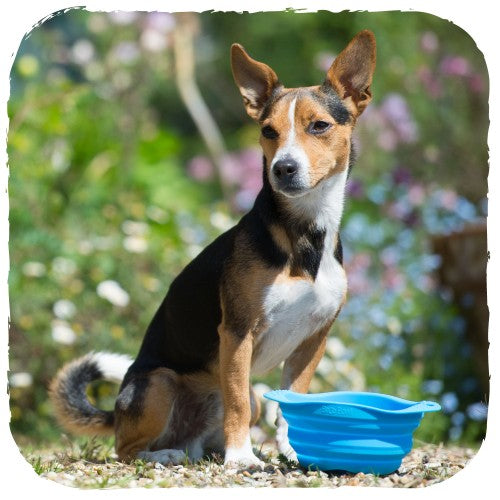 Beco Collapsible Travel Bowl (4455787954235)