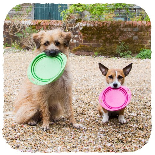 Beco Collapsible Travel Bowl (4455787954235)