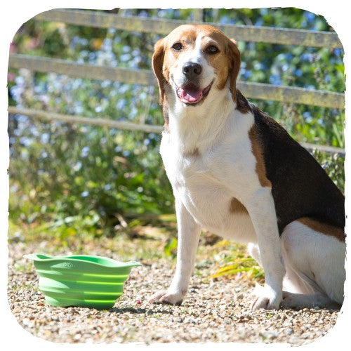 Beco Collapsible Travel Bowl (4455787954235)