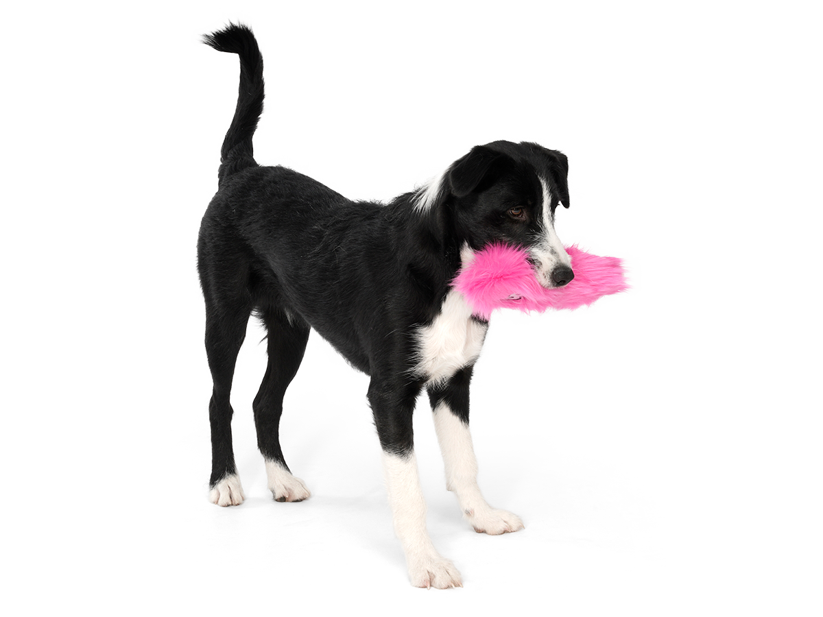 West Paw Dog Toy Rowdies Custer