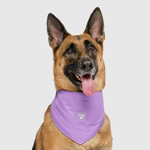 Canada Pooch Chill Seeker Cooling Bandana