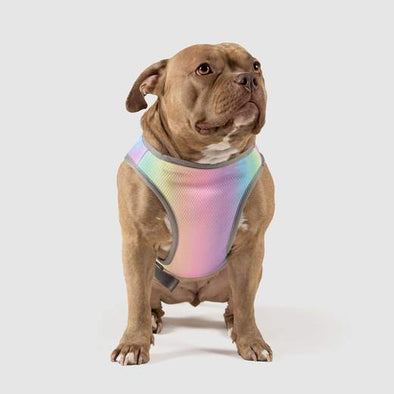 Canada Pooch Chill Seeker Cooling Vest