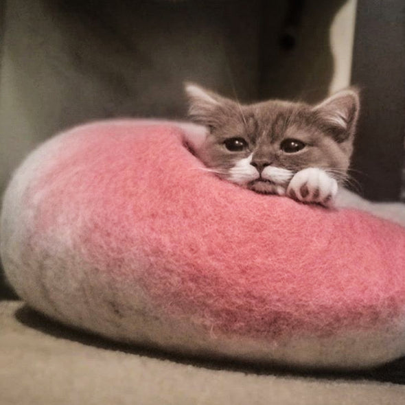 Dharna Dog Karma Cat Ombre Rose