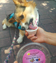 Peanut Butter Honey Doggie Ice Cream (4843396005947)