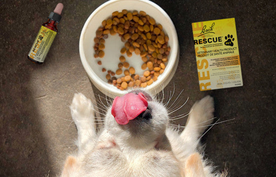 Bach Rescue Remedy