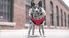 Canada Pooch North Pole Parka WEBSITE ONLY (6073999163565)
